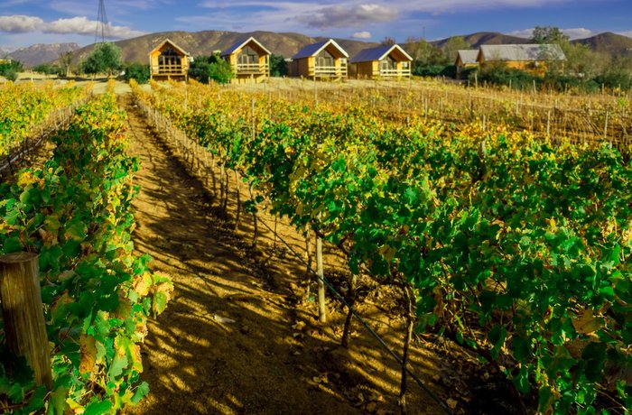 Viñedo mexicano con cabañas y montañas al fondo, temporada de vendimias en México 2026