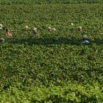 El calor extremo adelanta 10 dias la vendimia en Franciacorta: Berlucchi cosecha desde las 4 AM para salvar la acidez del espumoso 3 Trabajadores vendimiando de madrugada en Corte Franca Franciacorta Italia bajo focos por el calor extremo de agosto 2026