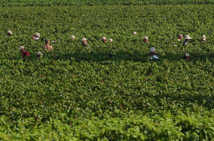 El calor extremo adelanta 10 dias la vendimia en Franciacorta: Berlucchi cosecha desde las 4 AM para salvar la acidez del espumoso 1 Trabajadores vendimiando de madrugada en Corte Franca Franciacorta Italia bajo focos por el calor extremo de agosto 2026