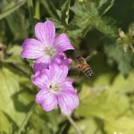 Hidromiel, la bebida más antigua tuvo su primera experiencia pública en Irlanda