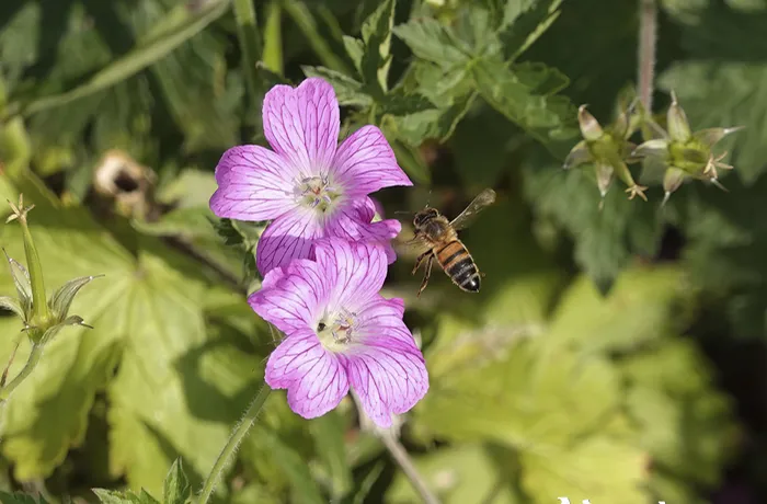 Hidromiel, la bebida más antigua tuvo su primera experiencia pública en Irlanda