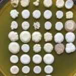 Investigadores chilenos analizan levaduras silvestres de la Patagonia para elaborar cerveza artesanal con identidad territorial
