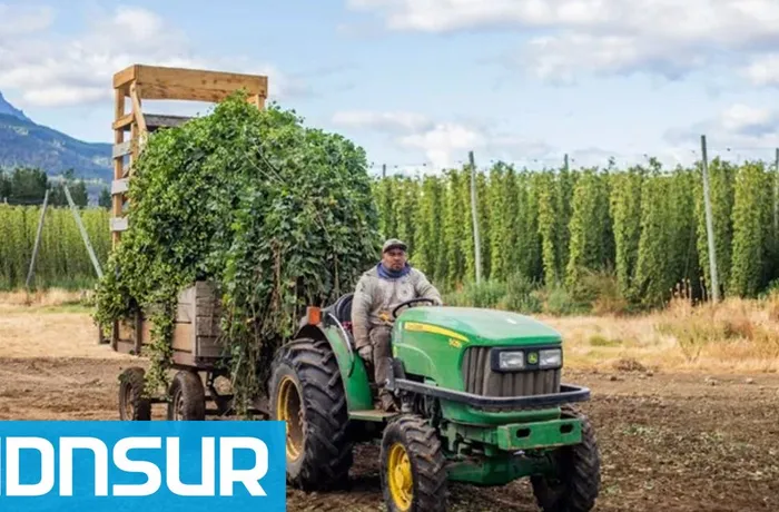 El Bolsón exportó lúpulo a Inglaterra por primera vez y abre una puerta a la producción patagónica 3 El Bolsón exportó lúpulo a Inglaterra por primera vez y abre una puerta a la producción patagónica