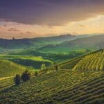 Vinedos en colinas al atardecer en una region vinicola europea