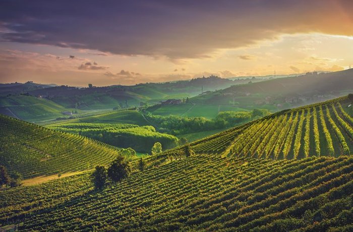 Vinedos en colinas al atardecer en una region vinicola europea