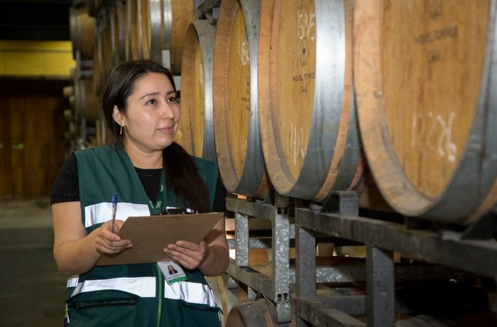 El vino chileno crece un 13,2% en 2026 pero el elaborado con uva de mesa se duplica: el dato que inquieta al sector 2 Vinedos chilenos en la region del Maule – produccion vino Chile 2026 segun informe SAG