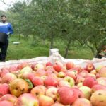Manzanos de sidra en A Estrada Galicia amenazados por la sequía de verano 2026