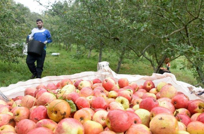 La sequía amenaza la cosecha de manzana de sidra en A Estrada, el municipio con el récord europeo de producción ecológica 11 Manzanos de sidra en A Estrada Galicia amenazados por la sequía de verano 2026