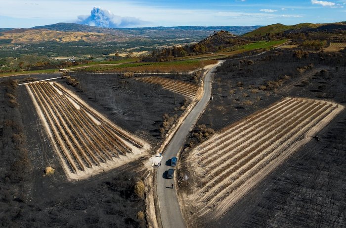 Viñedos arrasados por el incendio en la Sierra de Gredos, Ávila, con humo al fondo