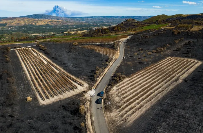 Viñedo afectado por el humo de un incendio forestal con niebla densa sobre los viñedos