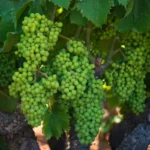 Racimos de uva blanca en viñedo, boicot de Canadá al vino californiano