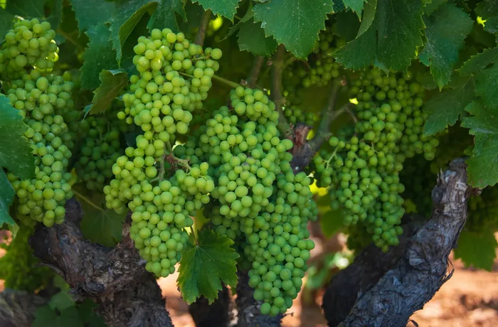 Racimos de uva blanca en viñedo, boicot de Canadá al vino californiano