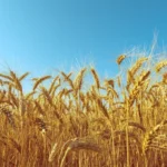 Campo de cebada en Paraná, Brasil, con cosecha récord proyectada para 2026