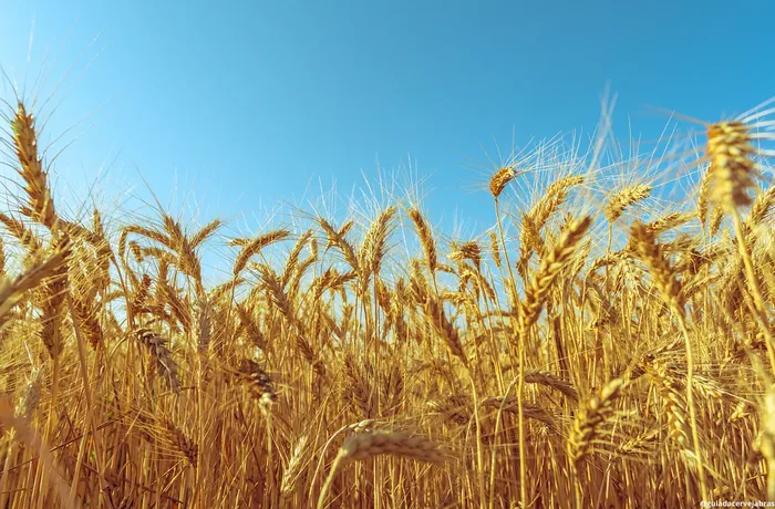 Campo de cebada en Paraná, Brasil, con cosecha récord proyectada para 2026