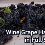 Cosecha de uvas para vino en Heshuo, Xinjiang, China