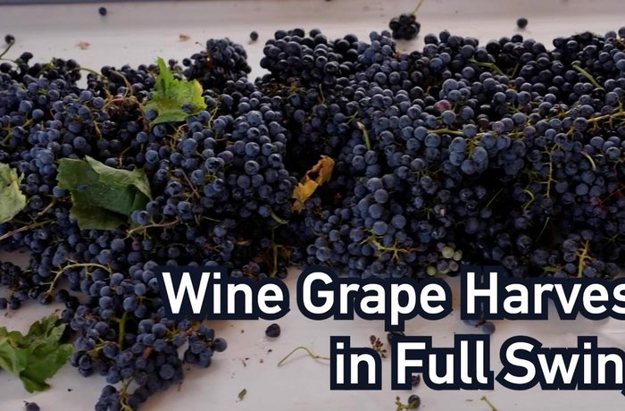 Cosecha de uvas para vino en Heshuo, Xinjiang, China