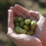 Cultivo de lúpulo de Quilmes en Río Negro, Patagonia argentina