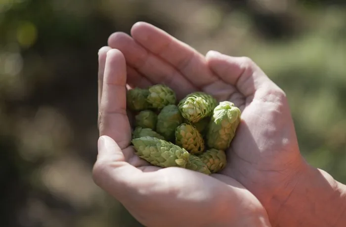 Cultivo de lúpulo de Quilmes en Río Negro, Patagonia argentina