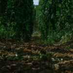 Campo de lúpulo Saaz en la región de Žatec, República Checa