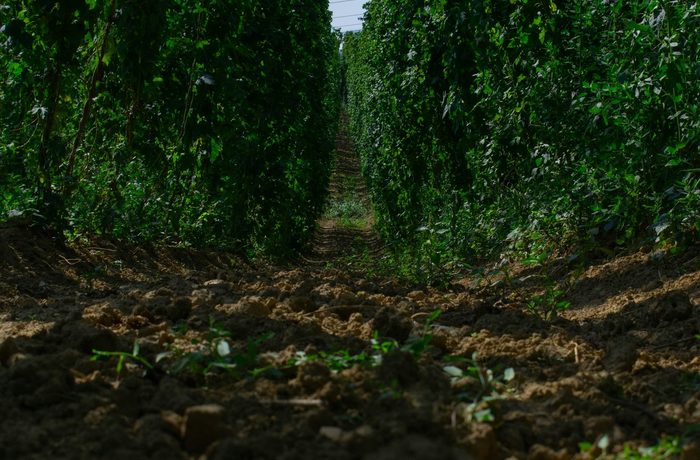 Campo de lúpulo Saaz en la región de Žatec, República Checa