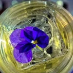 Mayan's Punch, cóctel clarificado de tequila con flor comestible, Barro Negro Atenas