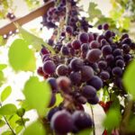 Racimo de uvas en un viñedo chileno, sede de Vinexpo Explorer