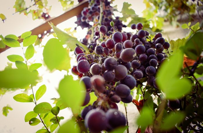 Racimo de uvas en un viñedo chileno, sede de Vinexpo Explorer