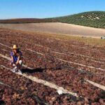 Vino asoleado elaborado con uva País en Chile
