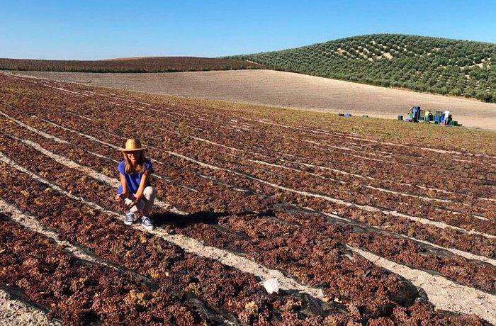 Vino asoleado elaborado con uva País en Chile
