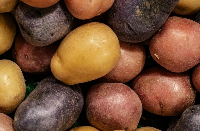 Variedad de papas andinas, base del vino de papa peruano