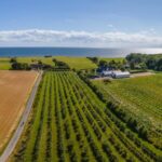 Dinamarca, la nueva frontera del vino: de 10 a 150 bodegas en dos décadas 4 Viñedos de vino danés en Dinamarca