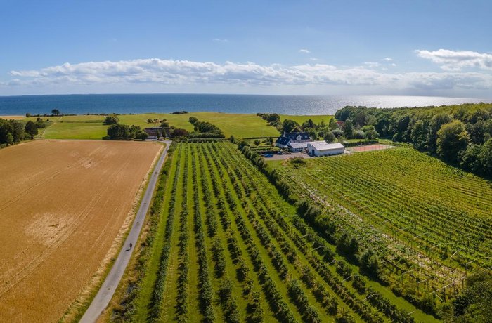 Viñedos de vino danés en Dinamarca
