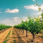 El ADN de sus semillas revela que el vino en España lo trajeron los fenicios, no los romanos