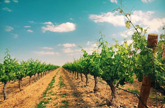 Viñedo en Cariñena, origen fenicio del vino en España según estudio de ADN