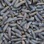 Mosca soldado negra, una de las especies que usa Agroinsecta para convertir residuos de cerveza en abono