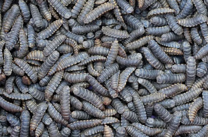 Agroinsecta convierte residuos de cerveza, vino y aceite en abono con larvas de insectos en Cuenca 1 Mosca soldado negra, una de las especies que usa Agroinsecta para convertir residuos de cerveza en abono