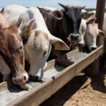 Vacas comiendo en un comedero en Brasil, donde Biovalor prueba un alimento a base de bagazo de cerveza