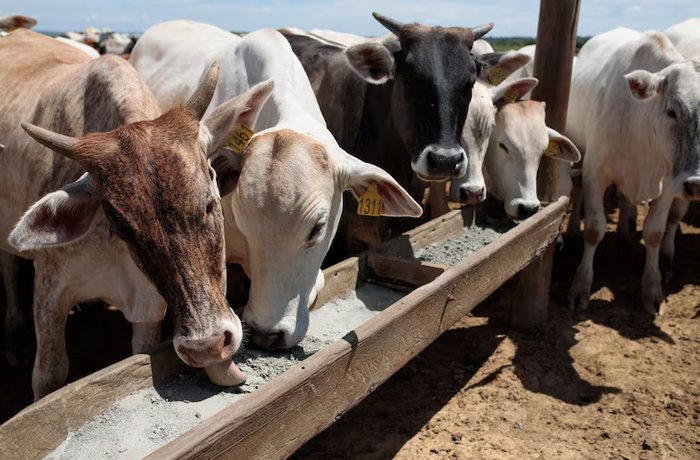Vacas comiendo en un comedero en Brasil, donde Biovalor prueba un alimento a base de bagazo de cerveza