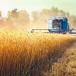 Cosechadora en un campo de cereal, Grupo Modelo aumentará su compra de cebada mexicana hasta 2030