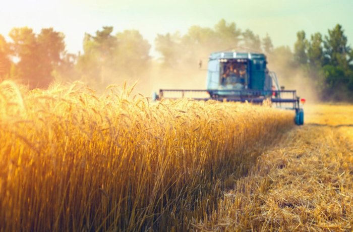 Cosechadora en un campo de cereal, Grupo Modelo aumentará su compra de cebada mexicana hasta 2030