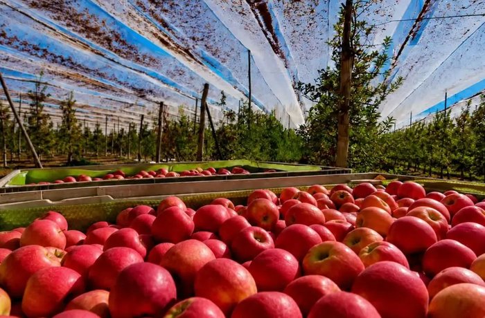 Manzanas del Alto Valle de Río Negro, base de la sidra que aspira a la Indicación Geográfica